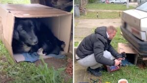 Salvano dei cuccioli trovati sotto un’auto in una scatola: il difficile recupero