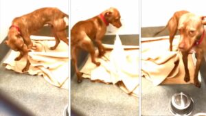 Il cane del rifugio ogni giorno rifà il suo giaciglio: il video tenerissimo