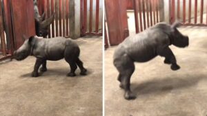 Il piccolo rinoceronte scioglie milioni di cuori gioiosamente “giocando” con il guardiano dello zoo