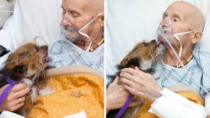 L’uomo voleva dare l’ultimo saluto al suo cane: un incontro emozionante