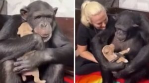 Lo scimpanzé abbraccia il cucciolo che il suo proprietario ha salvato per tenerli al caldo (Video)