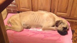 Il mastino appena vede il suo soccorritore scodinzola: dopo l’adozione sembra un altro cane