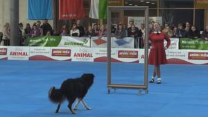 Il cane e la sua compagna al campionato del mondo di dog dance hanno sorpreso gli spettatori