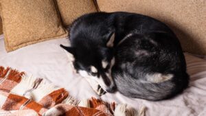 Il significato di 6 posizioni assunte dai cani quando dormono