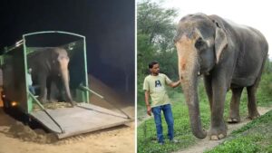 Karma, un elefante cieco muove i primi passi verso la libertà dopo una vita orribile