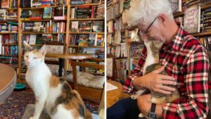 Libreria accoglie gattini senzatetto che i lettori possono adottare