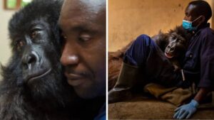 Il gorilla malato dà l’ultimo abbraccio all’uomo che lo ha salvato. Un video così triste ma così bello.