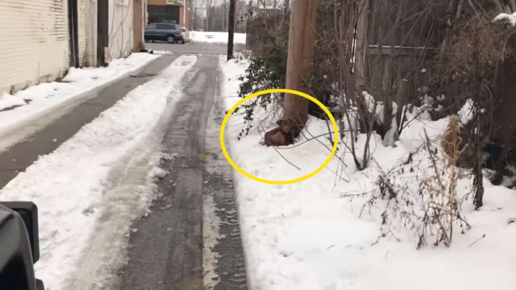 La donna vede l’animale che chiede aiuto mentre trema nella neve e decide di intervenire