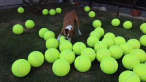 Ha riempito il cortile con 100 palline da Tennis giganti per fare una sorpresa al suo cane guarito dal Cancro