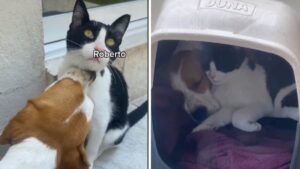 Il cane fa amicizia con il gatto randagio e lo porta a casa per l’adozione