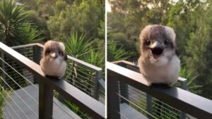 Kookaburra una creatura adorabile con una risata tanto oscura