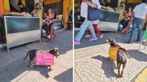 Il cagnolino porta un cartello sulla schiena che promuove il negozio dei suoi padroncini