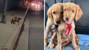 I cuccioli non smettono di “sorridere” dopo essere stati salvati dalla strada