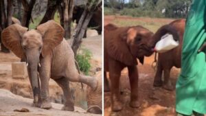 L’elefantino impara a tenere il proprio biberon
