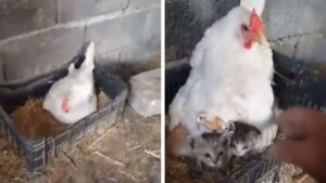 Gallina si prende cura di 3 gattini orfani come se fossero i suoi pulcini