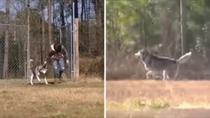 Dopo essere stato incatenato per tutta la vita, il cane riesce a correre libero