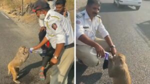 La polizia si è fermata a metà del viaggio per dare da bere a una scimmietta assetata (Video)
