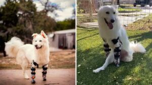 Il cane inizia a correre grazie alle sue prime protesi. Era così felice.