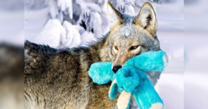 Coyote selvaggio trova un vecchio giocattolo nella neve e lo tratta come un cucciolo