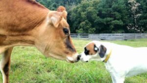 Una mucca salvata e un cucciolo adottato formano un’amicizia unica, sembrano bambini!