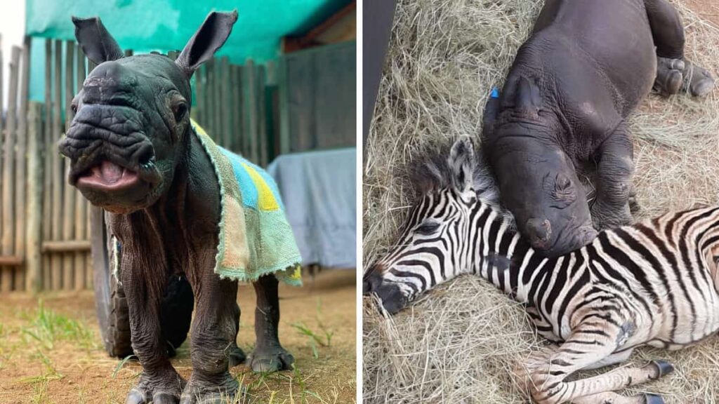 Quando il piccolo rinoceronte ha perso la mamma, la piccola zebra è venuta ad aiutarlo ed ecco come sono ora