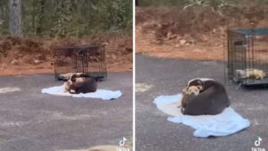 Mamma abbandonata per strada mette al riparo il suo cucciolo per non fargli sentire freddo