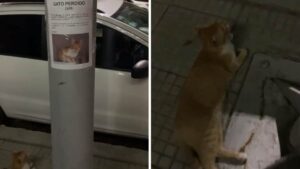 Il gatto si perde e si sdraia sotto il suo cartello che la famiglia ha affisso per ritrovarlo