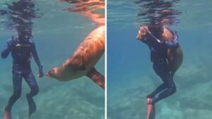 Adorabile leone marino si avvicina al sub per abbracciarlo (Video)