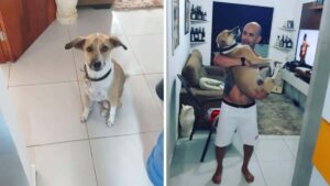 Il cane si era perso in Brasile, la famiglia lo ha ritrovato dopo 45 giorni