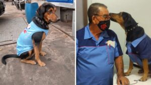 Cagnolino viene adottato dai lavoratori della stazione di servizio e si gode la sua nuova uniforme