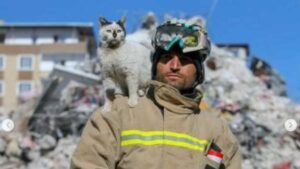 Gatto salvato dalle macerie del terremoto dal vigile del fuoco, si gode un momento di tenerezza col suo salvatore