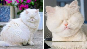 Il gatto persiano cieco che nonostante abbia perso la vista vive un’esistenza felice e ricca d’amore