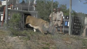 I leoni fanno i primi passi verso la libertà dopo aver trascorso anni nelle gabbie del circo (Video)