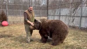 Un enorme orso gioca e si accoccola con il suo soccorritore nel rifugio in cui vivono: una grande amicizia