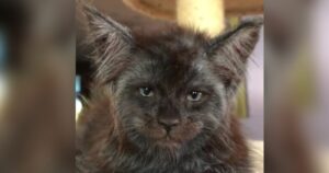 Valkyrie, il gatto famoso per il suo viso stranamente umano considerato da alcuni carino da altri inquietante