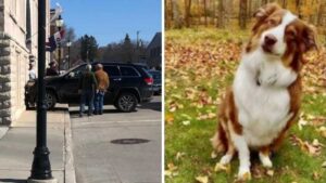 La donna è scioccata quando vede un’auto con un cane al volante entrare nella sua galleria d’arte