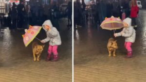 La bambina protegge un cane randagio con il suo ombrello in modo che non si bagni (Video)