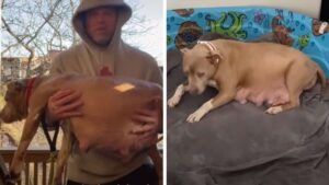 L’uomo trova una pitbull randagia incinta che sta per partorire da un momento all’altro