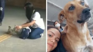 La ragazza si ferma mentre va a scuola per dare da mangiare ai cuccioli senzatetto (Video)