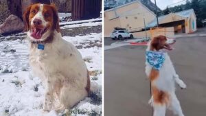 L’incredibile video di un cane che impara a camminare eretto come un essere umano