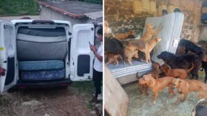 Regalano materassi ai cuccioli di un rifugio che reagiscono mostrando felicità