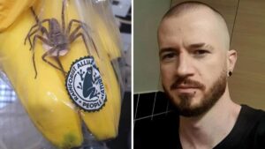 Compra una busta di banane al Supermercato e all’interno trova un gigantesco ragno velenoso