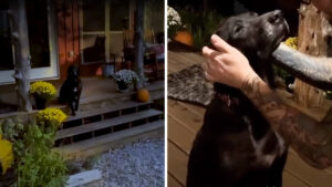 Un cane randagio malato si aggira sulla veranda della coppia e implora di essere adottato