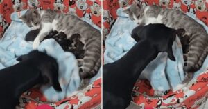 Il cane copre i cuccioli di gatto in modo che non sentano freddo: Quanta dolcezza in un video