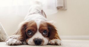 Cosa fare e non fare per eliminare del tutto l’odore di pipì del cane
