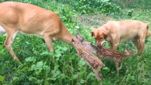 Cerva porta i suoi piccoli ad incontrare il suo amico cane che l’ha aiutata quando era piccola