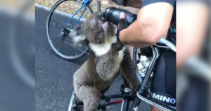 Un gruppo di ciclisti si ferma lungo una strada per aiutare un koala assetato.