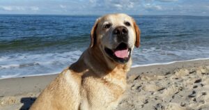 Cosa fare e non fare quando porti il cane in spiaggia o al mare