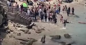 Bagnanti fuggono dalla spiaggia presi dal panico per l’arrivo di alcuni leoni marini (video)