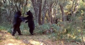 Una telecamera nascosta ha catturato le immagini di due orsi che ballano nel loro habitat naturale